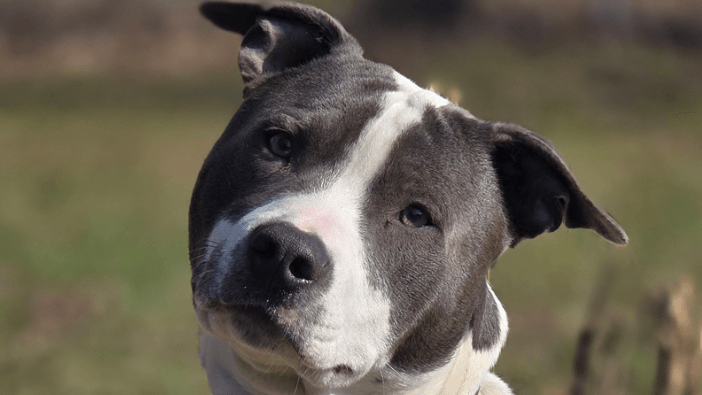 Hund Spooky: Der Rüde ist etwa eineinhalb Jahre alt. Hund Spooky: Der Rüde ist etwa eineinhalb Jahre alt.