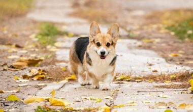 Ein Corgie läuft durch Blätter