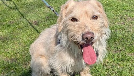 Hund Zottel aus dem Tierheim Dresden