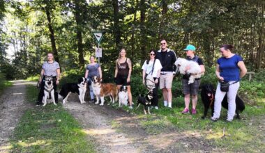 Damit der Spaziergang mit dem Hund nicht zum Desaster wird