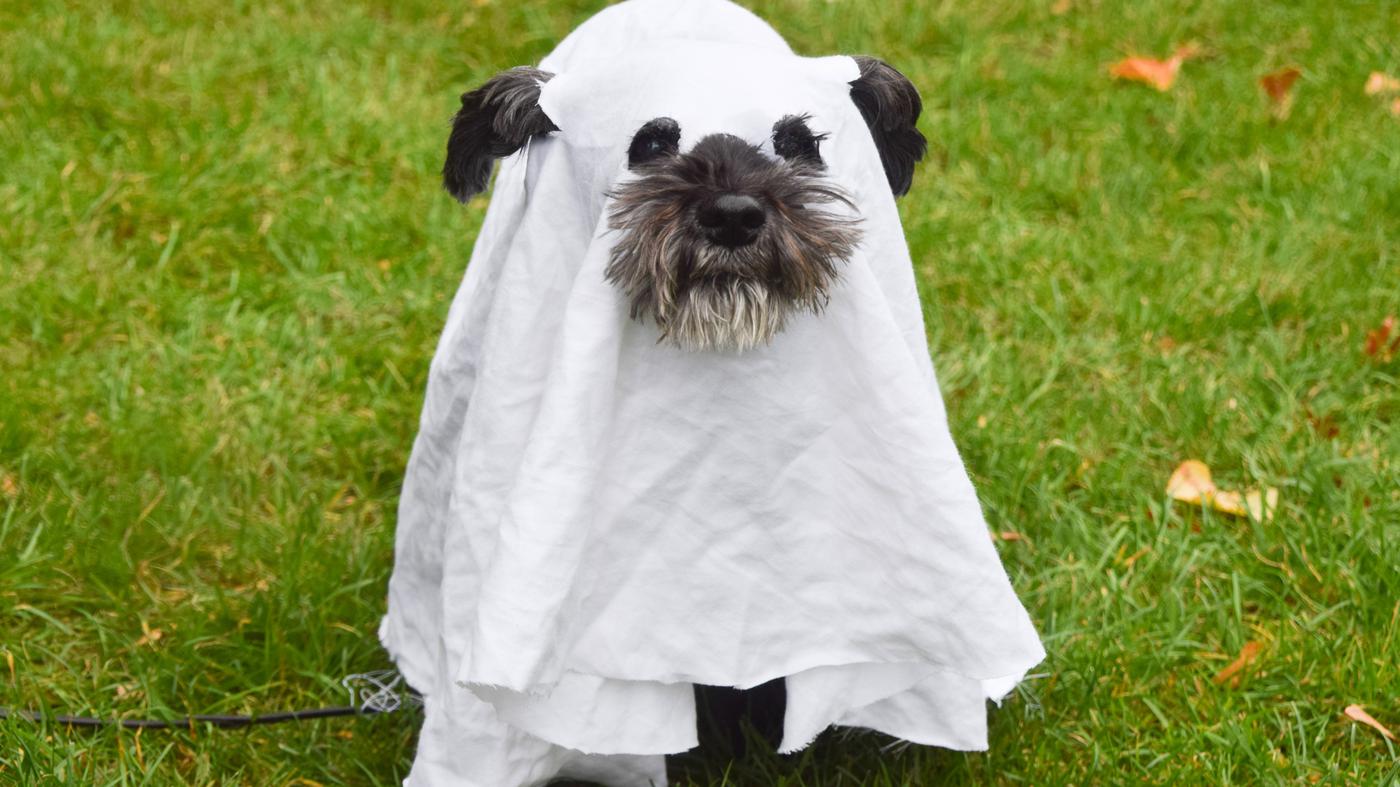 So feiern Hundeschulen in Berlin und Brandenburg Halloween