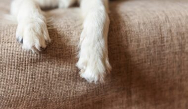 Braunschweig: Fundhund sorgt für fünffachen Flausch-Alarm!
