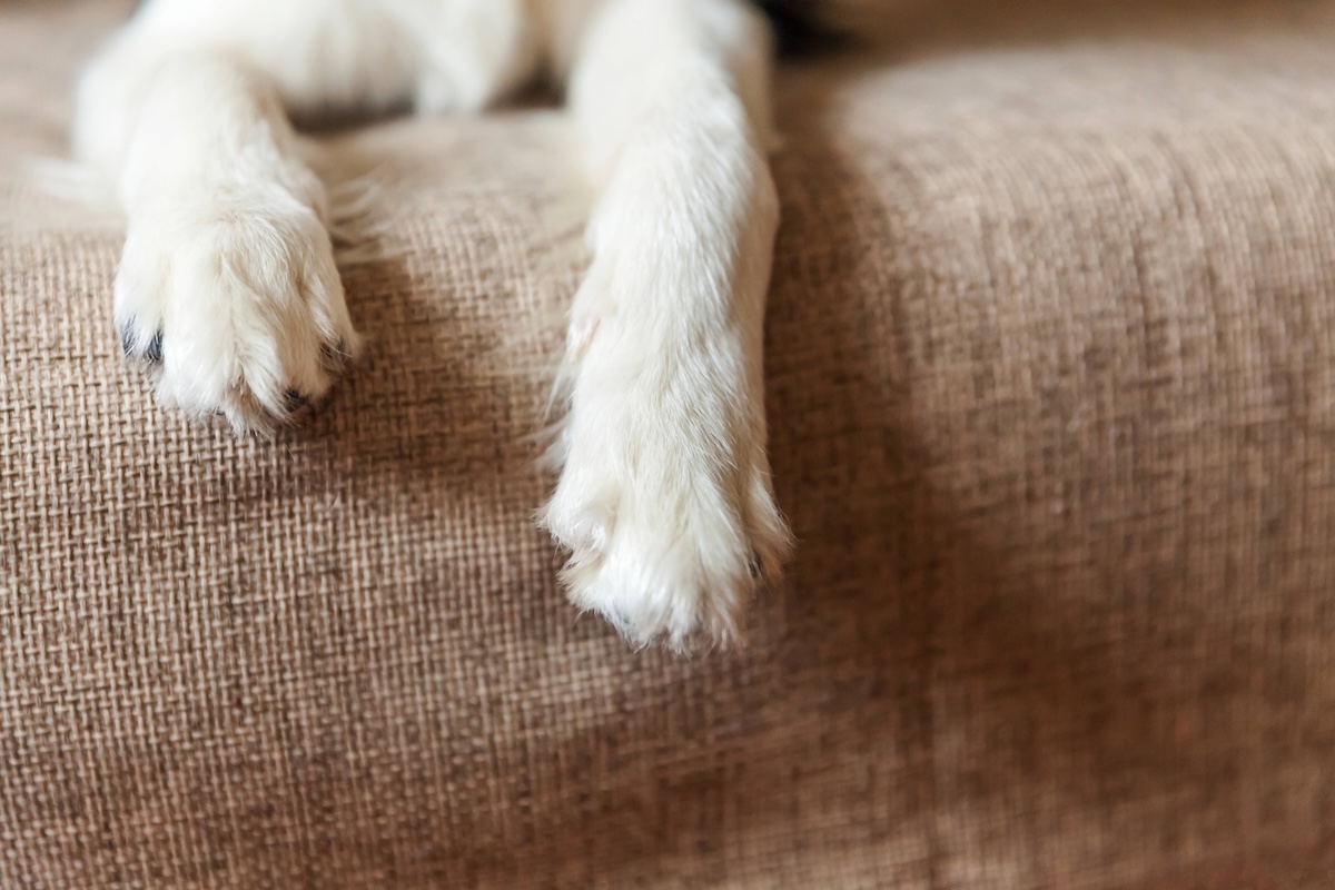 Braunschweig: Fundhund sorgt für fünffachen Flausch-Alarm!