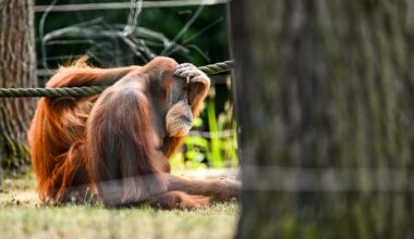 Besucherliebling im Zoom Gelsenkirchen tot - „Es ist so traurig“