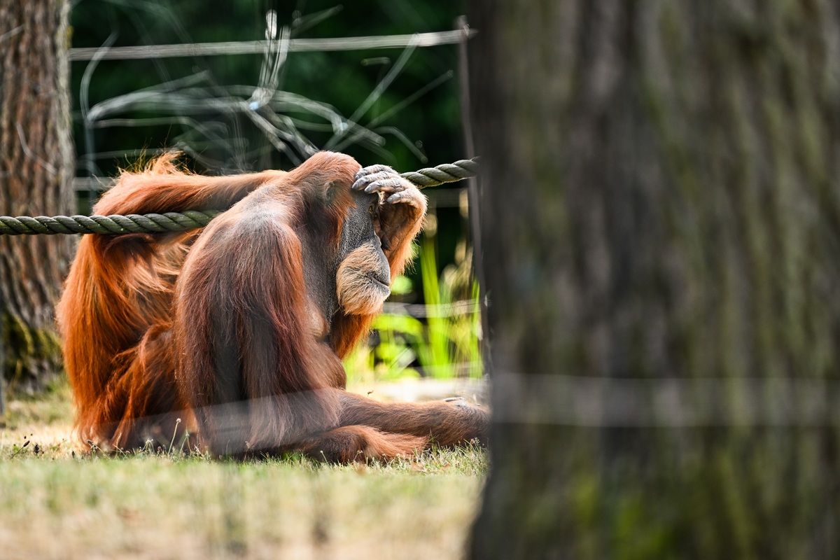 Besucherliebling im Zoom Gelsenkirchen tot - „Es ist so traurig“