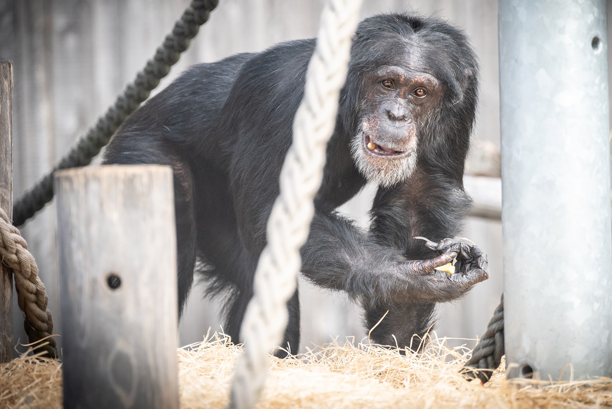 Zoo in NRW muss Bereich sperren – mit Auswirkungen auf deinen Besuch