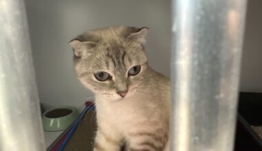 Während sie Kitten zur Welt bringt - Katze vor Tierheim Essen abgegeben