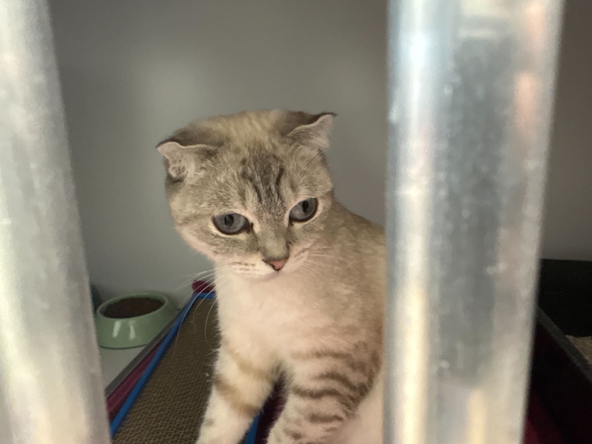 Während sie Kitten zur Welt bringt - Katze vor Tierheim Essen abgegeben