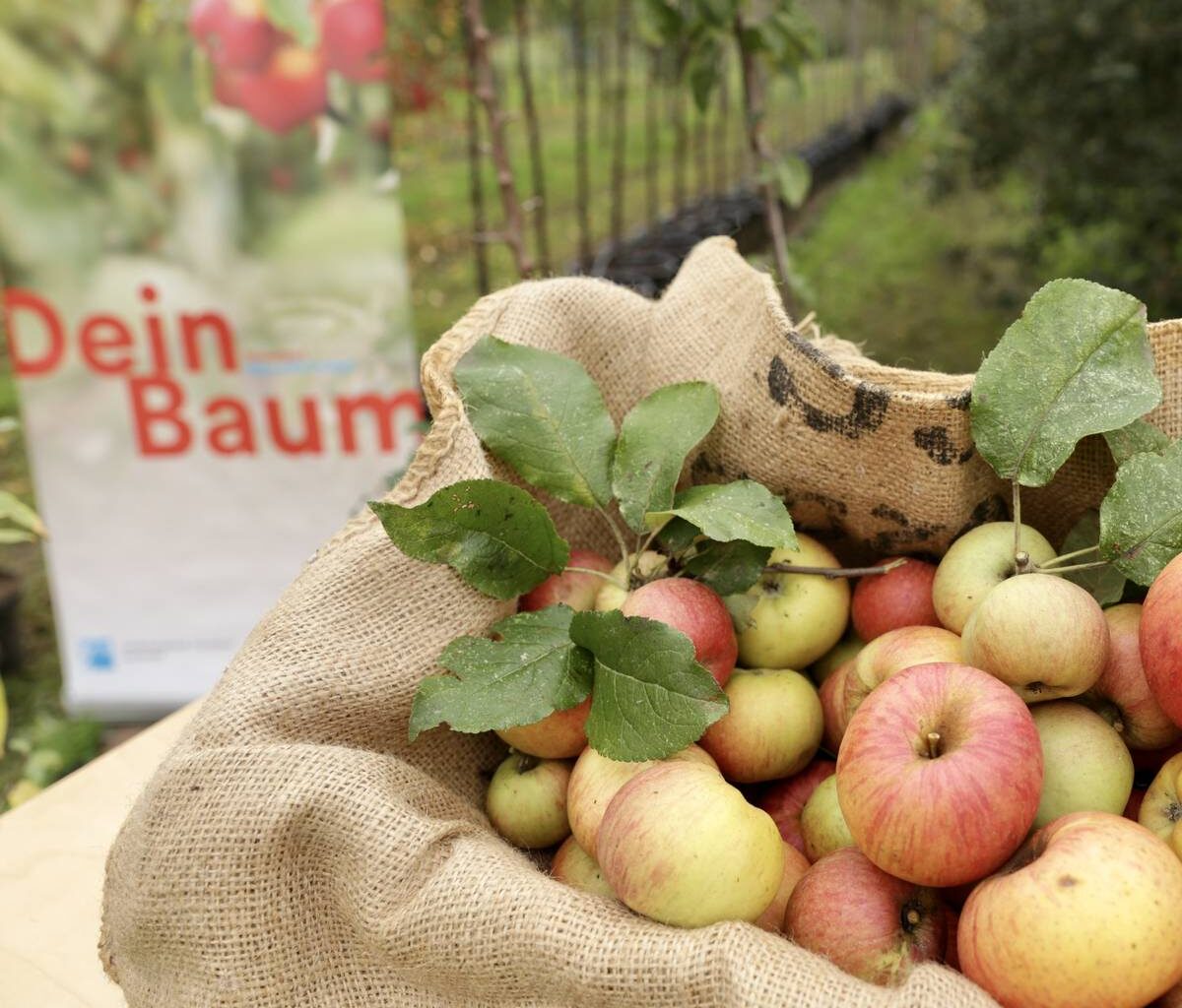 Aktion "Dein Baum": Bäume und Sträucher für Düsseldorf