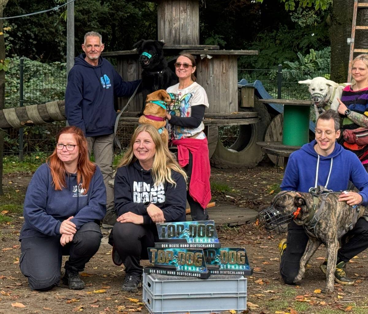 Tierheim-Hunde zeigen ihr Können beim Ninja-Dog-Training