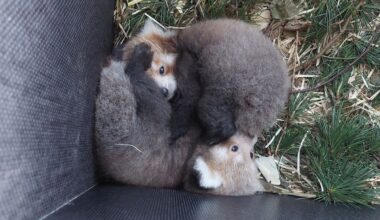 Nachwuchs-Alarm! Es ist "das schönste Säugetier auf Erden"- news38.de