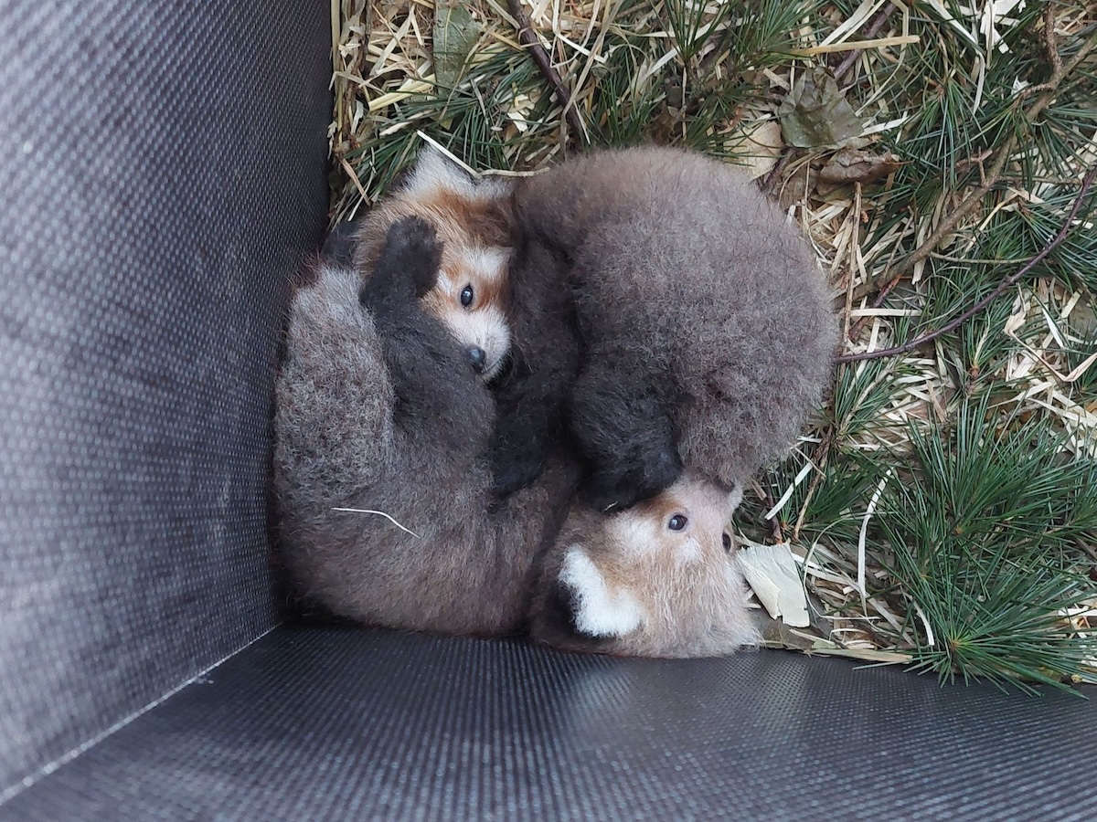 Nachwuchs-Alarm! Es ist "das schönste Säugetier auf Erden"- news38.de