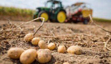 Bauern melden gute Ernte: Kosten Kartoffeln im Supermarkt nun weniger?