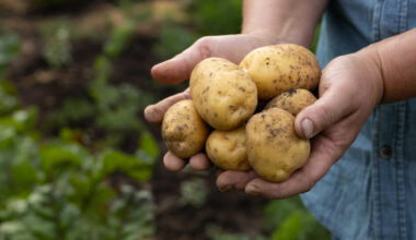 Kartoffel-Schwemme in Deutschland – und leere Regale in Australien