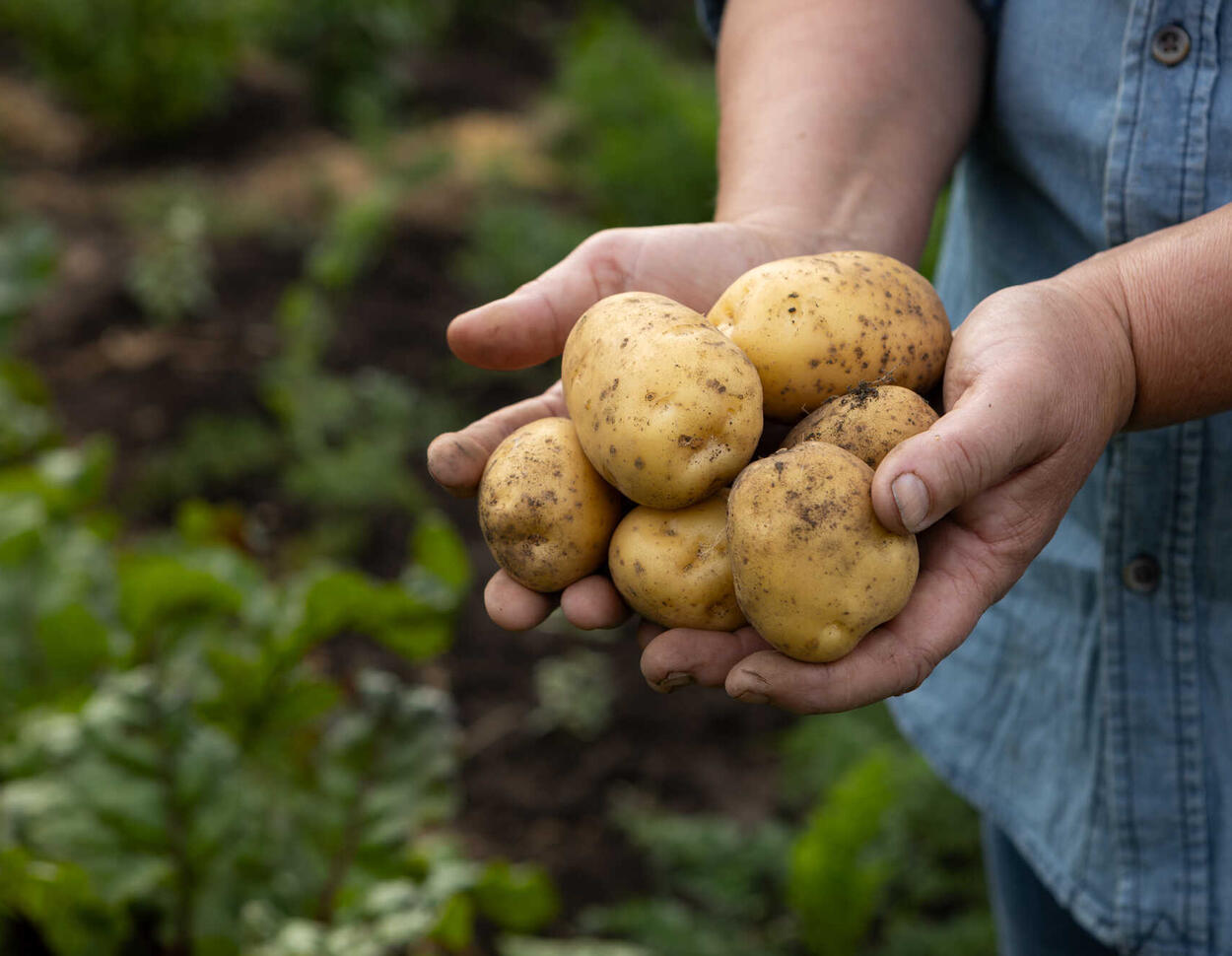 Kartoffel-Schwemme in Deutschland – und leere Regale in Australien