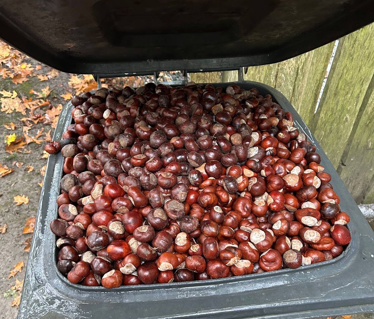 Kastanien sammeln in Essen für den guten Zweck