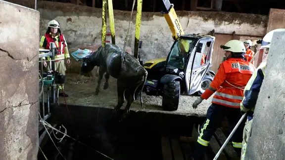 Ein Kalb wird aus einer Güllegrube gehoben.