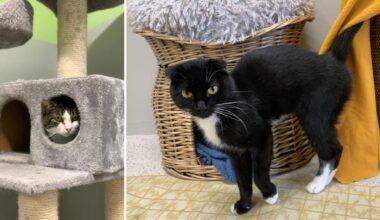 Diese Katzen suchen ein neues Zuhause