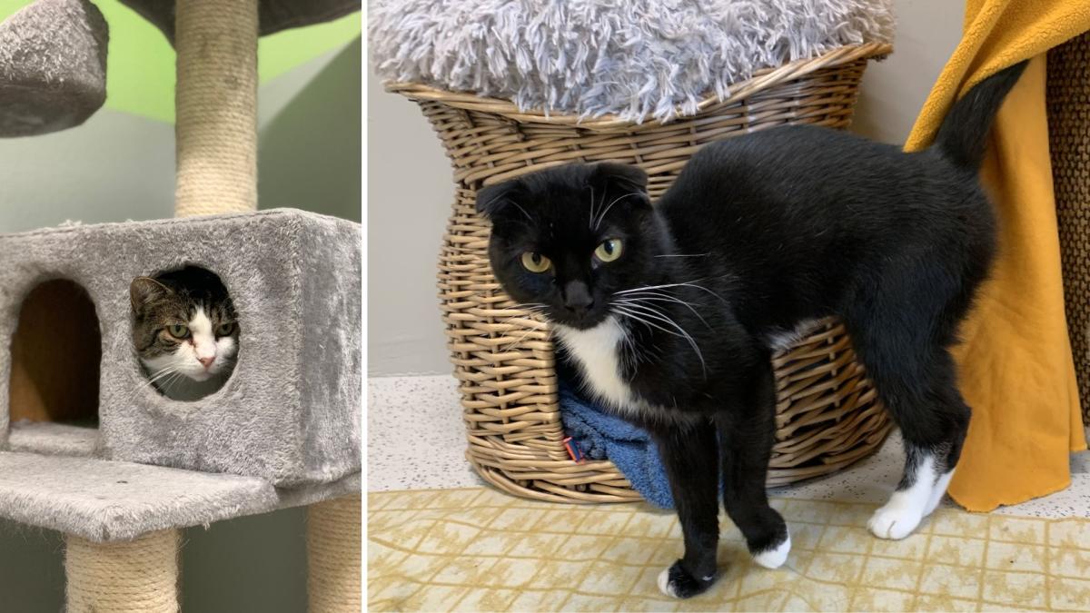 Diese Katzen suchen ein neues Zuhause