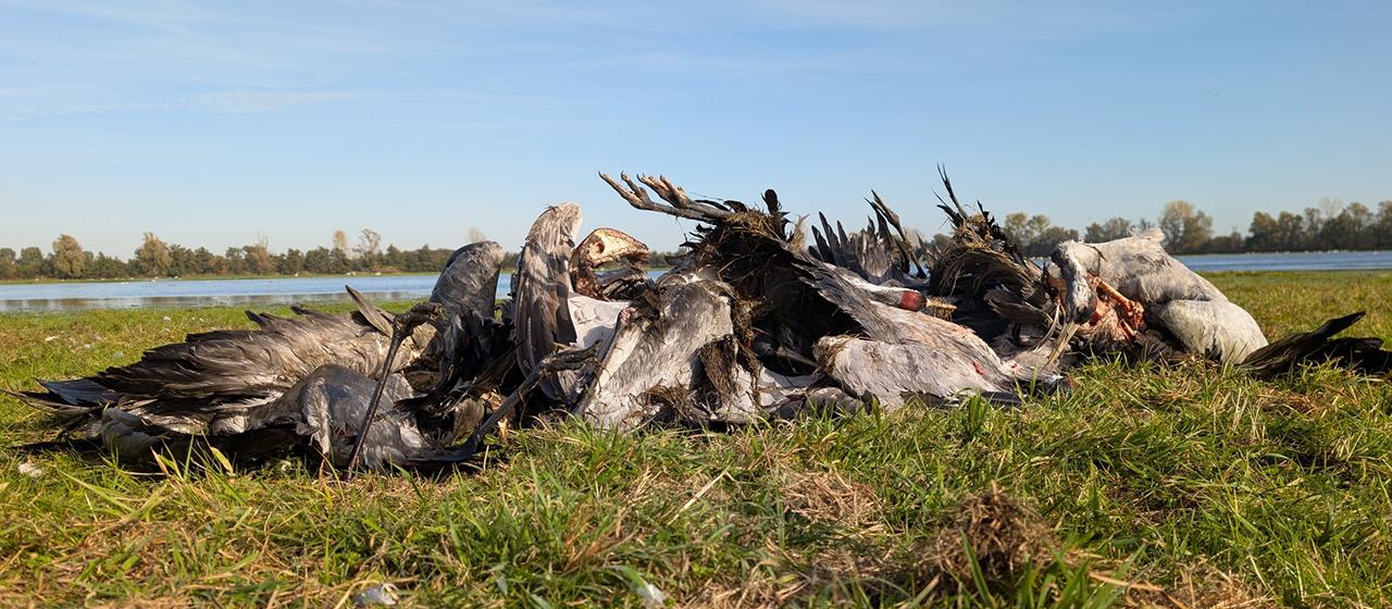 Tote Kraniche liegen im Linumer Teichland. | Nobert Schneeweiß/Artenkompetenzzentrum Rhinluch/dpa Tote Kraniche liegen im Linumer Teichland.
