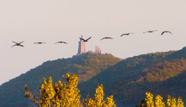 Tote Kraniche am Stausee Kelbra: Erster Test auf Vogelgrippe positiv