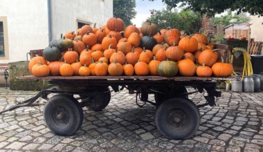 "Wir leben den Kürbis"– Zwei Landwirte in Sachsen über den "Kürbis-Boom"