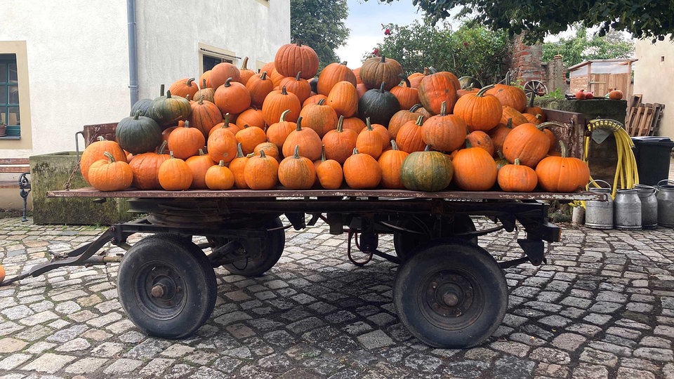 "Wir leben den Kürbis"– Zwei Landwirte in Sachsen über den "Kürbis-Boom"