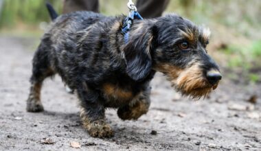 Umweltverband warnt Hundehalter wegen Geflügelpest