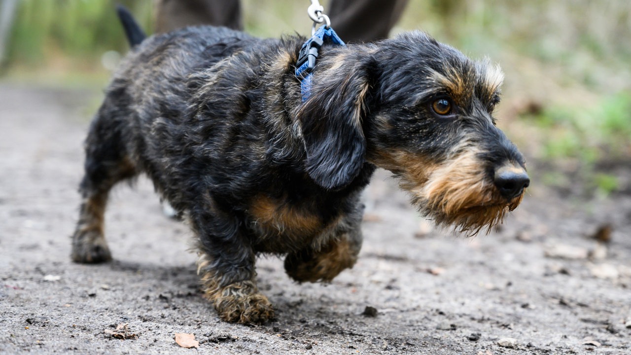 Umweltverband warnt Hundehalter wegen Geflügelpest