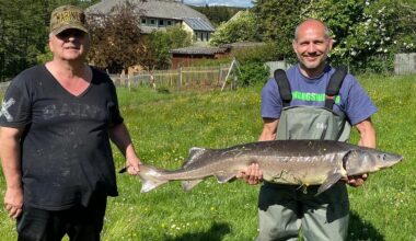 Rätselhafter Stör-Diebstahl im Vogtland: 40 Fische im Wert von 520.000 Euro verschwunden