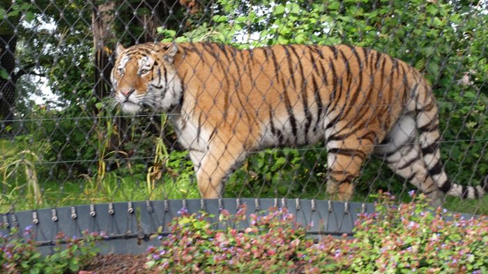 Tiere in der Wilhelma: Die Amurtiger sind jetzt hautnah am Zaun zu sehen Tiere in der Wilhelma: Die Amurtiger sind jetzt hautnah am Zaun zu sehen