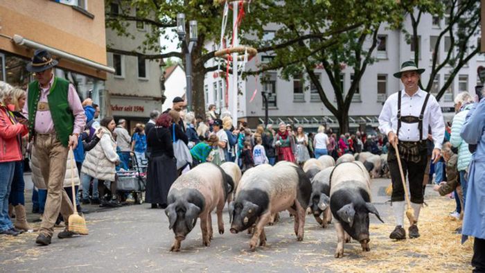 Cannstatter Volksfest: Wegen Beißgefahr: Schweine hätten beinahe  nicht beim Umzug mitlaufen dürfen