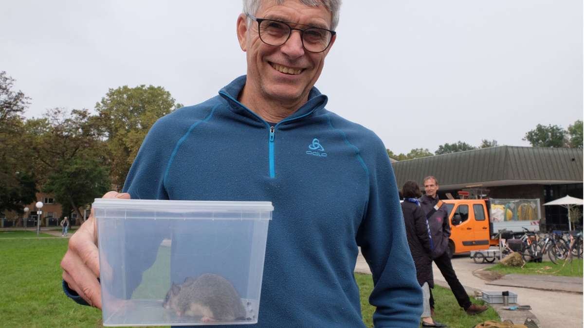 Tierischer Untermieter in Stuttgart: Siebenschläfer im Löwentormuseum –„Schlimm ist es, wenn sie Kabel durchnagen“