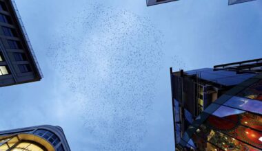 Zugvögel über der Innenstadt: Flugformationen am Himmel – Wie lang bleibt der Star noch in Stuttgart?