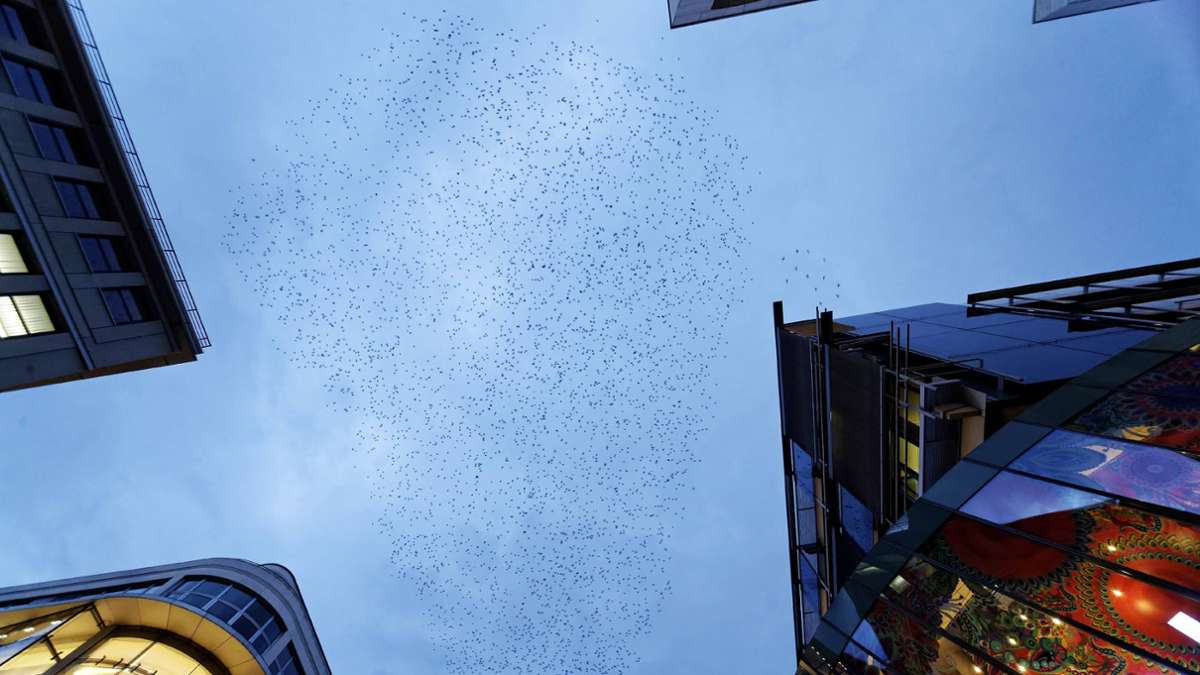 Zugvögel über der Innenstadt: Flugformationen am Himmel – Wie lang bleibt der Star noch in Stuttgart?