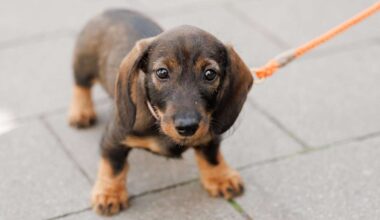 Stadt erhöht Hundesteuer: Für Frauchen und Herrchen wird es teurer