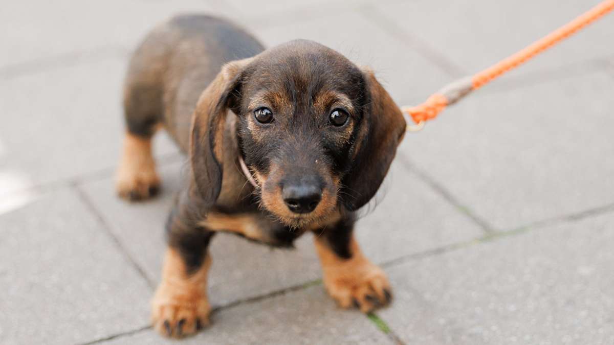 Stadt erhöht Hundesteuer: Für Frauchen und Herrchen wird es teurer
