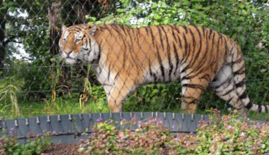 Tiere in der Wilhelma: Die Amurtiger sind jetzt hautnah am Zaun zu sehen
