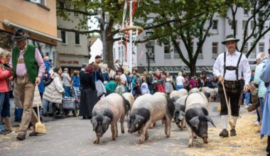 Cannstatter Volksfest: Wegen Beißgefahr: Schweine hätten beinahe nicht beim Umzug mitlaufen dürfen
