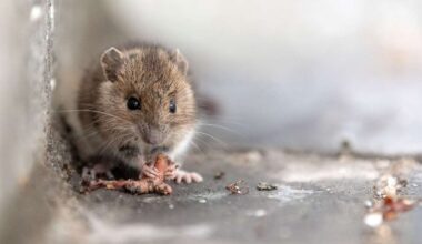 Nicht geht mehr in Stuttgart-Süd: Bürgerbüro schließt wegen Mäusen - Startseite