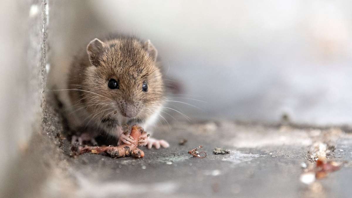 Nicht geht mehr in Stuttgart-Süd: Bürgerbüro schließt wegen Mäusen - Startseite