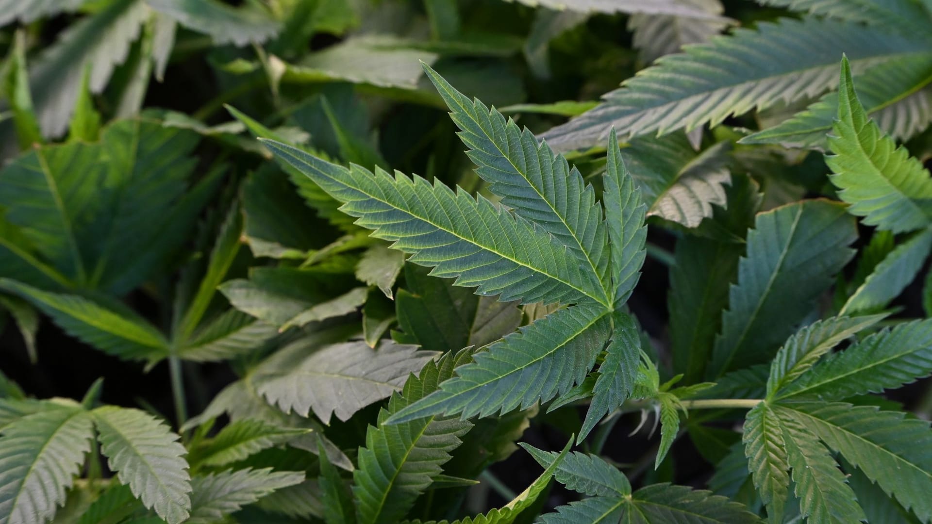 Cannabis-Modellprojekt in Frankfurt Cannabis-Modellprojekt in Frankfurt