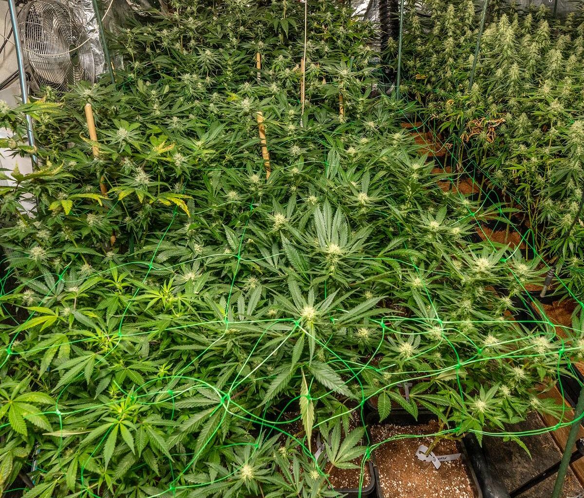 Polizei Essen nimmt große Cannabis-Plantage hoch