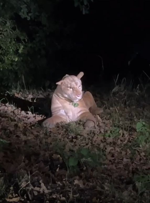 POL-F: 251021 - 1089 Frankfurt - Kalbach-Riedberg: Wildtiersichtung sorgt für Polizeieinsatz