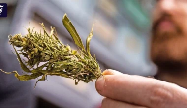 Frankfurt: Abgelehntes Cannabis-Modellprojekt ist eine „verpasste Chance“