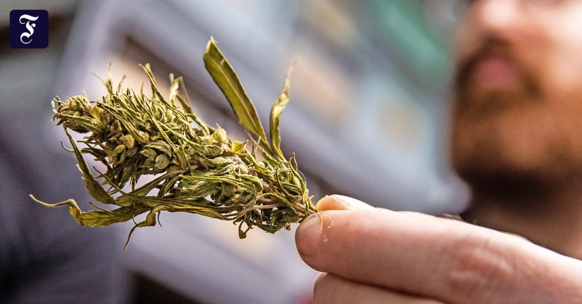 Frankfurt: Abgelehntes Cannabis-Modellprojekt ist eine „verpasste Chance“