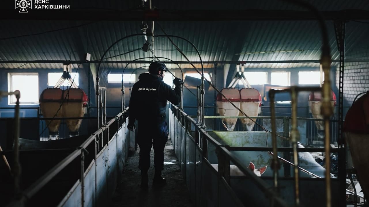 Retter durchsuchen den nach einem russischen Drohnenangriff zerstörten Schweinestall.