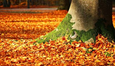 Zu schade zum Entsorgen: Das Herbstlaub