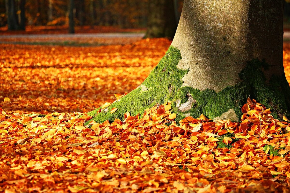 Zu schade zum Entsorgen: Das Herbstlaub