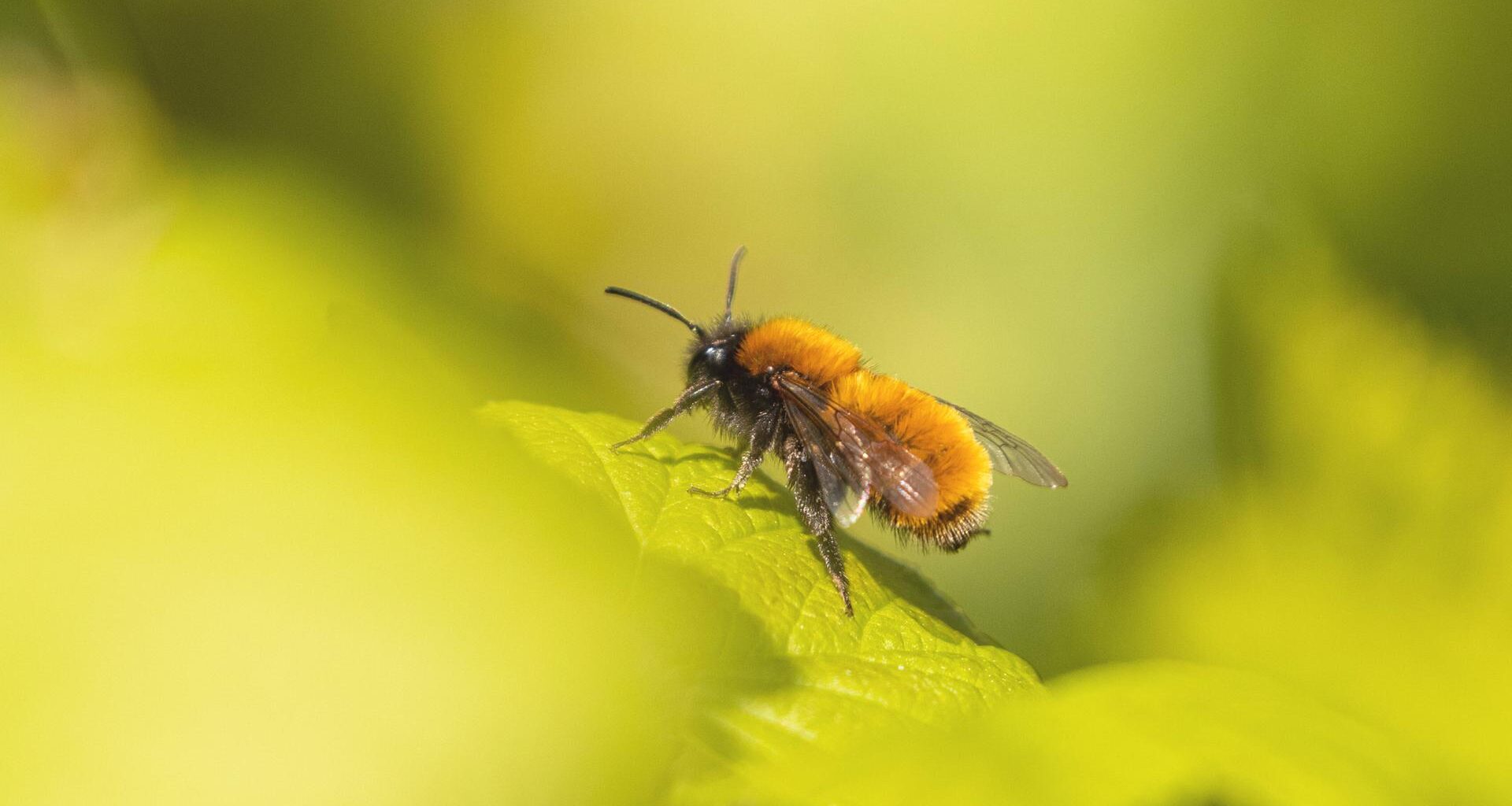 Eine Wildbiene sitzt auf einem Blatt.